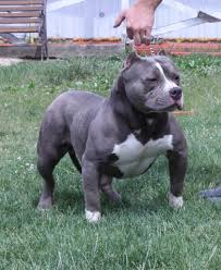 This Is A Tough Looking Pitbull Pulling Dog Not Fighting Still Dare Ya To Break In Bully Breeds Dogs Bully Dog Scary Dogs