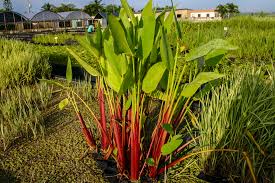 Image result for Thalia geniculata