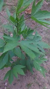 Planned to take daily one keerai in two times morning and noon timings. Anithaasleisuretimes Gongura Pulicha Keerai Sorrel Leaves