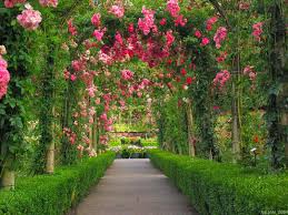 Specializing in rare and unusual annual and perennial plants, including cottage garden heirlooms and hard to find california native wildflowers. 42 Rose Garden Wallpaper Desktops On Wallpapersafari