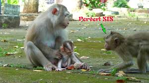 Pervert Sis Follow Milino to play, abuse tiny monkey again and again -  YouTube