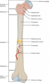 6 3 Bone Structure Anatomy Physiology