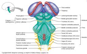A Pons 1 Delayed Pharyngeal Swallow 2 Reduced Hyolaryngeal Excursion With Cricopharyngeal Dysfu Speech Language Therapy Speech Pathology Speech And Language