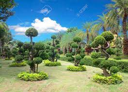 Kambariniai ir lauko bonsai medeliai, jų priežiūros priemonės, sodo bonsai medžiai. Natural Bonsai Tree Garden Lush Green Parks Stock Photo Picture And Royalty Free Image Image 29983713