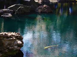 Diy koi pond on a budget. Koi Fish The Japanese Carp Toki