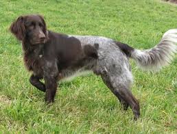 Pin By Dog Is Best On Dogs In 2020 German Longhaired Pointer German Shorthaired Pointer German Shorthaired Pointer Dog