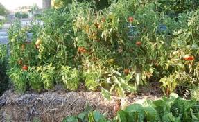 I plant everything else like tomatoes, peppers and eggplants in a mixture of compost and potting soil which i put in the bales after scooping out a small hole. Midwest Gardening Edibles