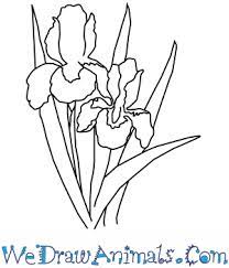 Great for banner, invitations, greeting cards, decor. How To Draw An Iris Flower