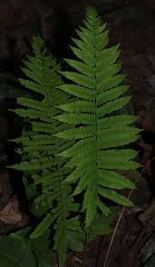 Image result for Christella hispidula