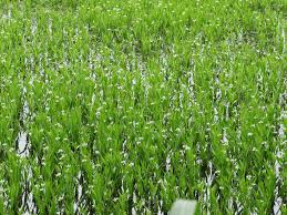 Image result for Justicia australis