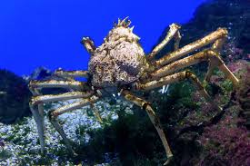 Spider crabs generally move slowly, although can move faster as they have long legs on their body. Can You Eat Spider Crabs Learn About The Different Kinds 2021