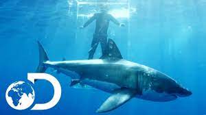 Thrill Blender On Twitter Mega Shark Pet Tiger Pet Lion