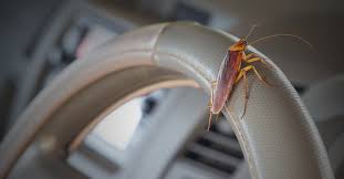 Menurutnya, cara itu merupakan petua daripada neneknya yang hanya menggunakan tiga bahan iaitu minyak masak terpakai, susu pekat, marjerin diletakkan dalam bekas dan letakkan dalam kereta. Banyak Lipas Dalam Kereta Ini 5 Petua Menghalau Lipas Secara Semulajadi Nakbebel