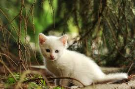 Als eine wildkatze wird eine katze bezeichnet, die sich noch nicht an die nähe der menschen gewöhnt hat. Katze Vermisst Was Tun Wenn Die Katze Entlaufen Ist