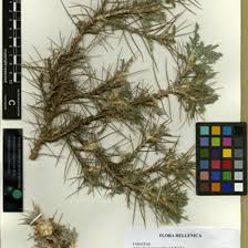 Image result for Sesbania pachycarpa