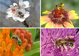 We did not find results for: Who Are The Pollinators Xerces Society