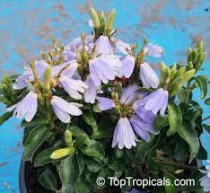 Image result for Sclerochiton