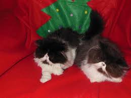 Look at pictures of persian kittens who need a home. Christmas Persian Kittens For Sale For Sale In Los Angeles California Classified Americanlisted Com