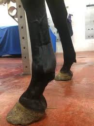 Bowed tendon, stretched tendon or stretched ligament are colloquial terms used for many decades by lay horsemen that have transferred into the veterinary dialog about injuries to the horse's leg, but their descriptive terminology doesn't do justice to the pathology that is at hand. Swelling In Horses Tendon Injuries