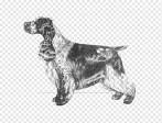 English Setter - Gundog Central