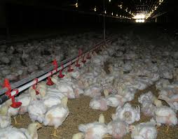 Lokasi budidaya yang bebas dari ancaman hama penyakit tentu menjadi syarat mutlak sebelum memulai ternak puyuh pedaging. Terampil Mengoperasikan Broiler Closed House Majalah Infovet I Majalah Peternakan Dan Kesehatan Hewan
