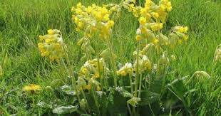Just Seed British Wild Flower Cowslip Primula Veris 500 Seed By Just Seed Http Www Amazon Co Uk Dp B0084c7gx British Wild Flowers Wild Flowers Primula