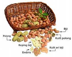 Sumber energi, jaga kesehatan organ penting hingga bagi untuk diet. Mengintip Manfaat Tersembunyi Kulit Ari Biji Kacang Tanah Balitkabi