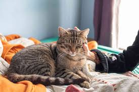 We have all heard that the purring of a cat in contact with us is very healing. Why Do Cats Purr