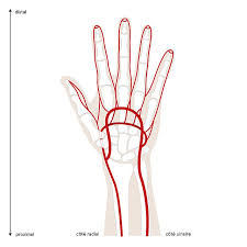 Comment soigner une tendinite ? Lexique Service De Chirurgie Plastique Et De La Main Chuv