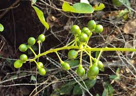 Image result for Tinospora orophila