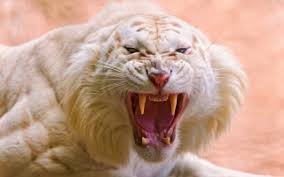 Get white tiger new tab and enjoy hd wallpapers of majestic white tigers. White Tiger Wallpaper Wallpapers For Free Download About 3 199 Wallpapers