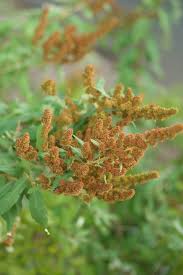 Image result for Spiraea douglasii