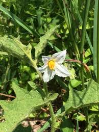 Image result for Solanum tettense