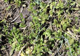 Image result for Hygrophila spiciformis