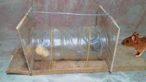 Easy Mouse Rat Trap Building A Better Mouse Trap Homemade Mouse Trap Mouse Traps Homemade Mouse Traps Mouse Trap Diy