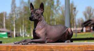 Few things in life are more universally loved than dogs. What Is This Dog Breed Called Trivia Questions Quizzclub