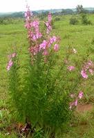 Image result for Ceratotheca triloba