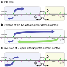Control of directionality of chromatin folding for the inter- and  intra-domain contacts at the Tfap2c–Bmp7 locus