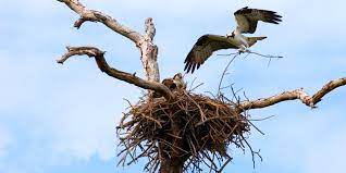 Vogel Und Ihre Nester Nestbau Material Und Bautyp
