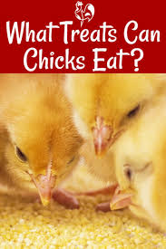 See more of baby chickens on facebook. Gourmet Treats For The Baby Chicks In Your Life