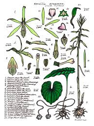 Image result for Nervilia