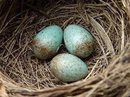Birds That Lay Eggs On The Ground The Common Blackbird Is An English Thrush That Lays Beautiful Eggs With Its Monogamous Partner Usually Their Eggs Start Appeari Bird Eggs Black Bird Bird Nest