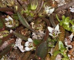 Image result for Limosella