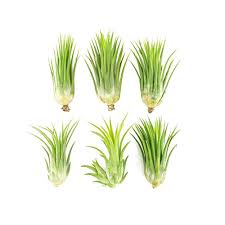 Easy indoor plant low light. Buy 6 Lowlight Air Plant Pack Live Low Light Plants Easy Indoor Tillandsia Air Plants Houseplant Kit For Air Plant Hanger Air Plant Holder Natural Low Light Decorations By
