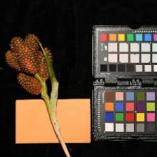 Image result for Pandanus chiliocarpus