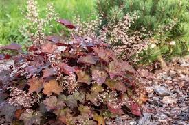 Image result for heuchera americana