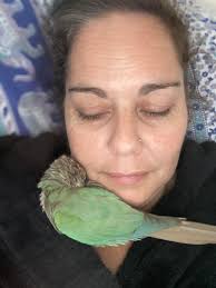 Should I clip my chickens' wings?