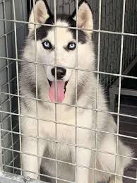 UPDATE: Dog is now at the Humboldt...