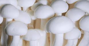 And netherlands are the top producers of mushrooms. à´š à´ª à´ª à´• à´• à´£ àµ½ à´µ à´° à´¯ à´²à´• à´·à´™ à´™àµ¾ Mushroom Koon Malayalam Farming Tips