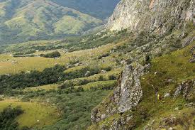 Image result for Sericanthe chimanimaniensis